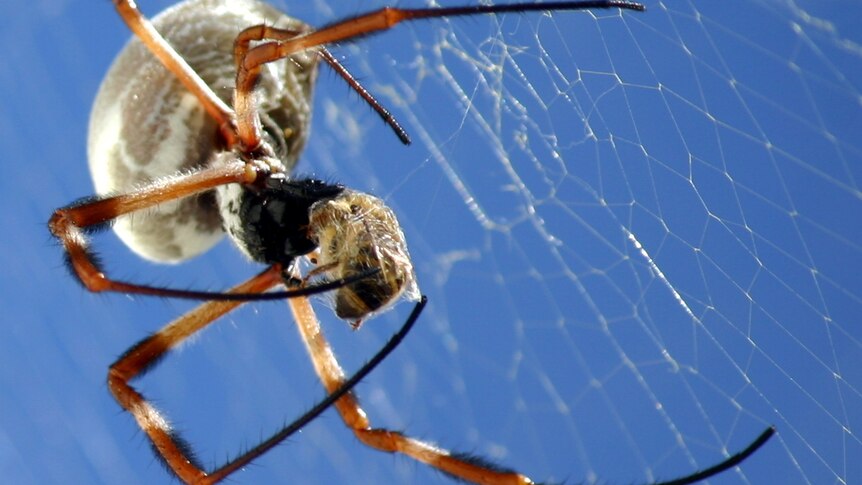 A close-up of a spider eating a bee caught in its web.