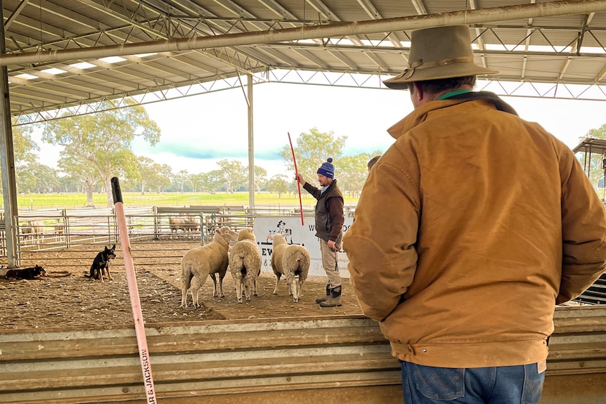 A man in a hat and raincoat watches a man in a dirt farm pen instructing a kelpie dog around three sheep.
