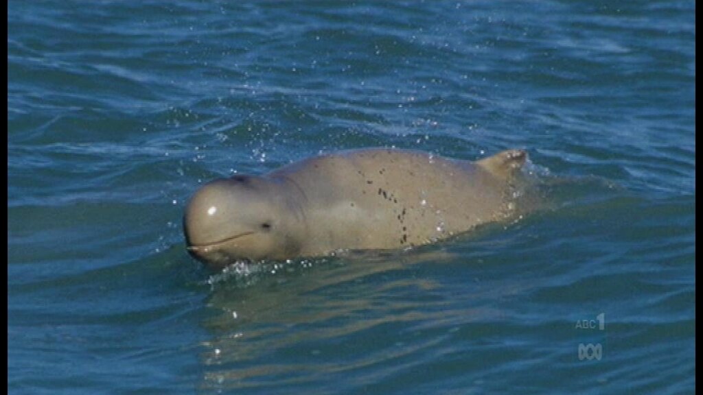 Dolphins and development - ABC News