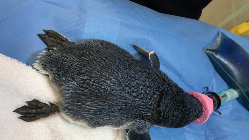 Penguin being treated at Bonorong.