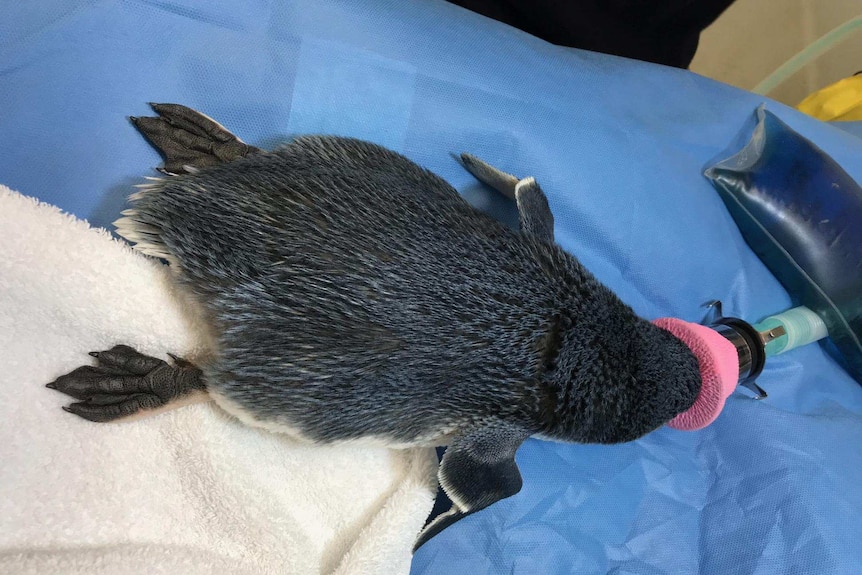 Penguin being treated at Bonorong.