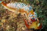 A nudibranch at Exmouth, June 2016