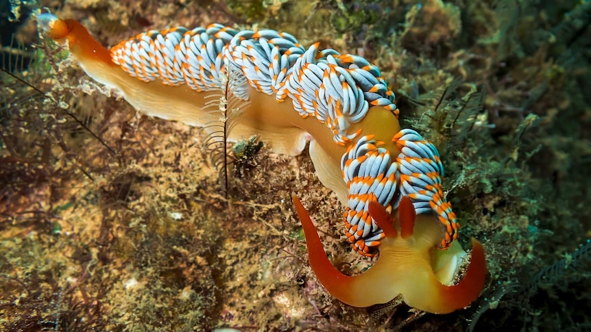 A nudibranch at Exmouth