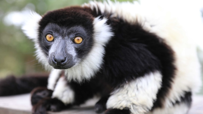 A black and white ruffled lemur stares at the camera with big eyes.