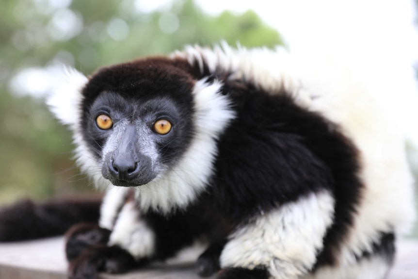A black and white ruffled lemur stares at the camera with big eyes.