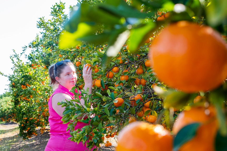 A woman picks a mandarin in an orchard. 
