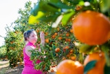 A woman picks a mandarin in an orchard. 