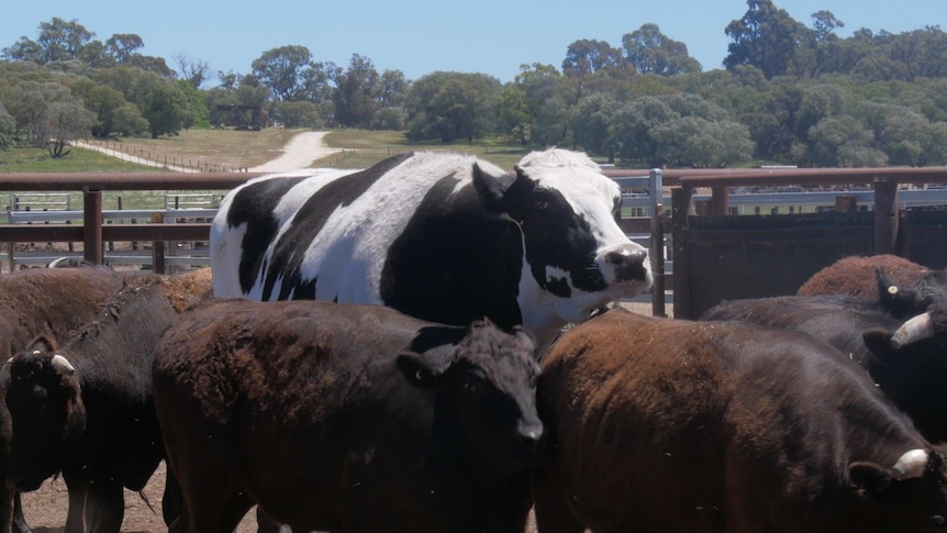 Knickers leads a pack of cattle.