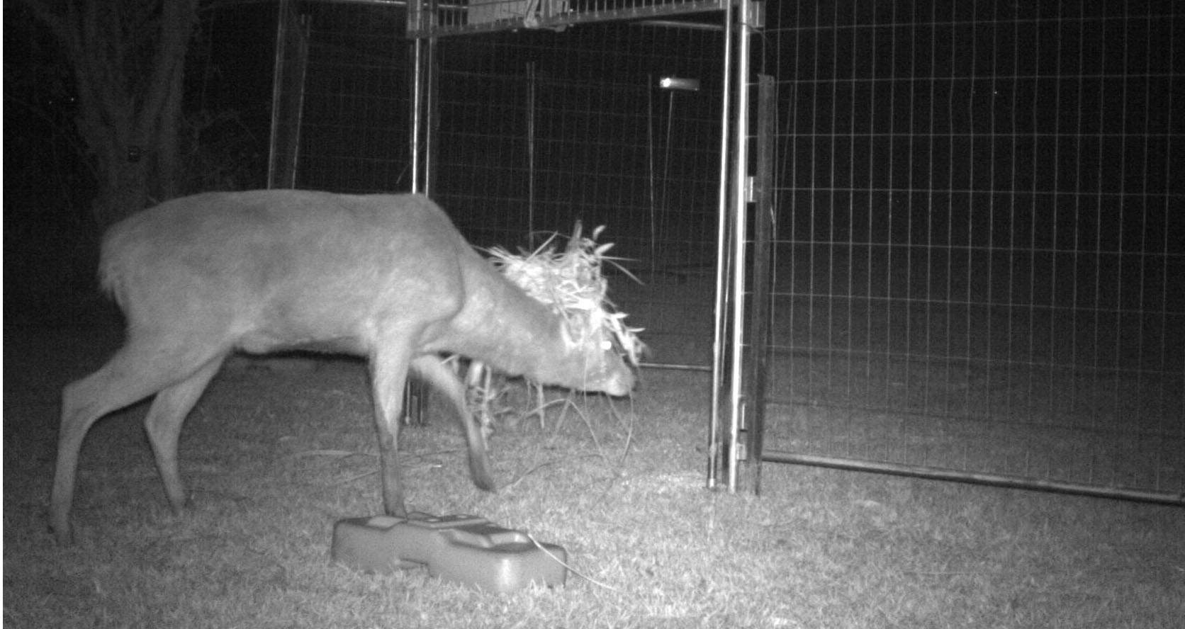 NSW feral deer trapping trial hailed a success and seen as more 'humane