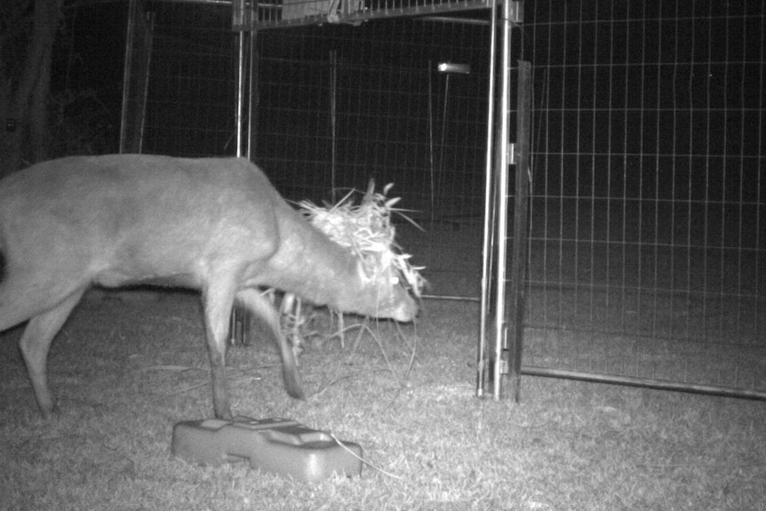 A deer enters the gate of a fenced trap at night
