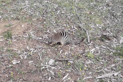 A moving image of a small numbat scratching and walking around the dirt, licking up termites