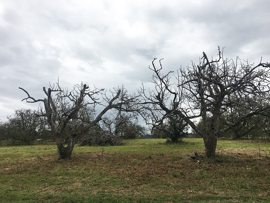 Avocado trees stripped of fruit and leaves.