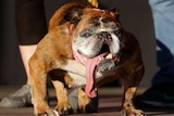 Zsa Zsa the English bulldog stands on stage with her tongue lolling out