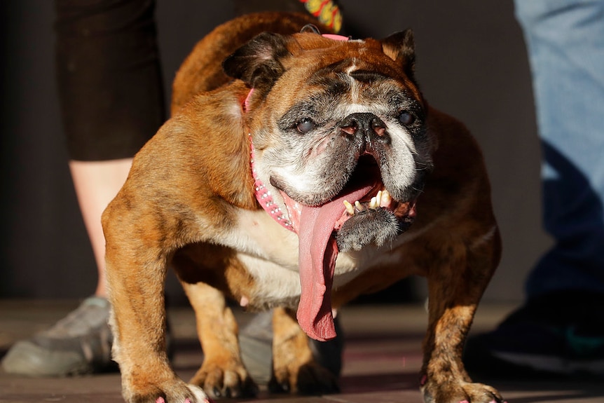 Zsa Zsa the English bulldog stands on stage with her tongue lolling out