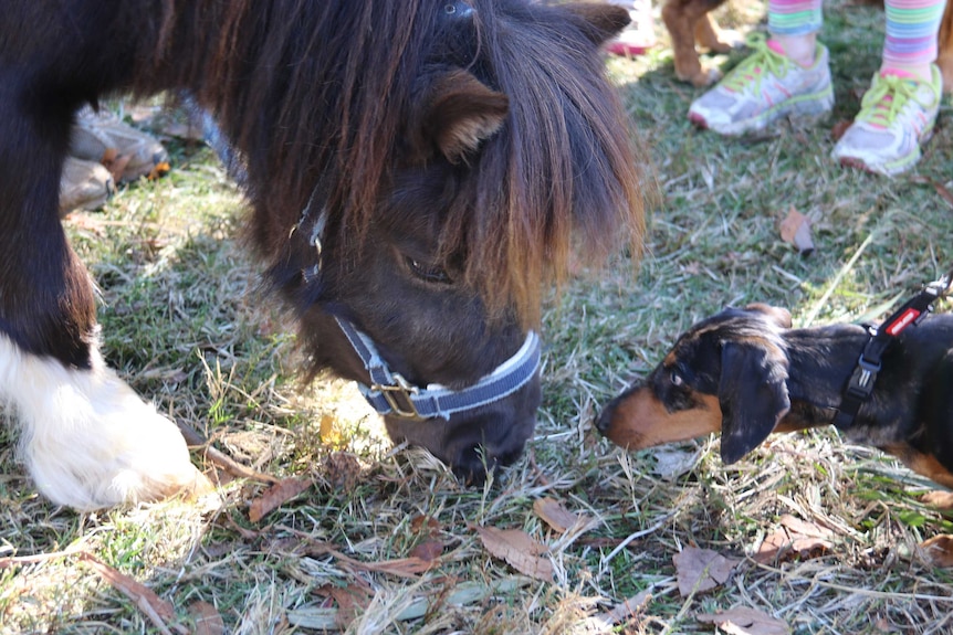 Mini Pony sniffed by dog
