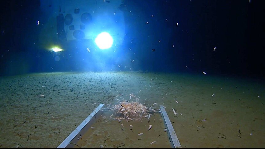 An image from a Five Deep Expeditions dive to the Mariana Trench in the Pacific Ocean.