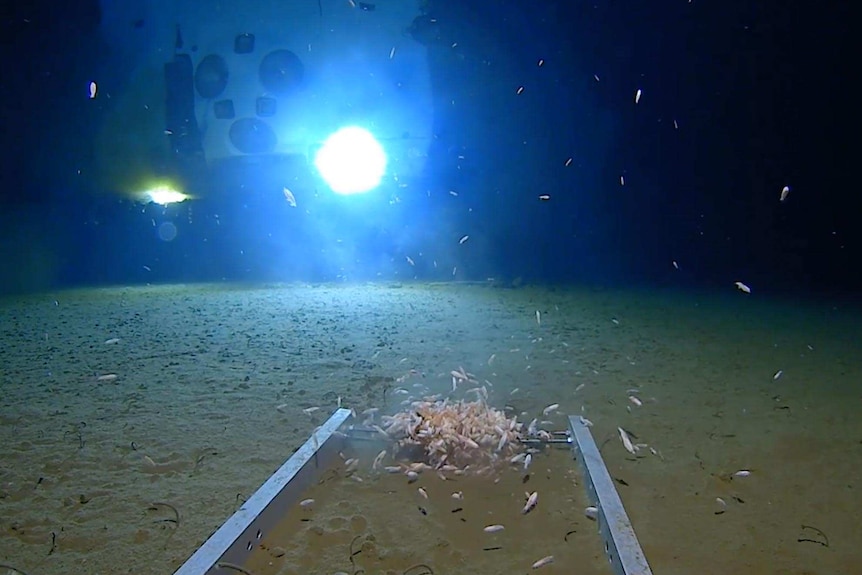 An image from a Five Deep Expeditions dive to the Mariana Trench in the Pacific Ocean.