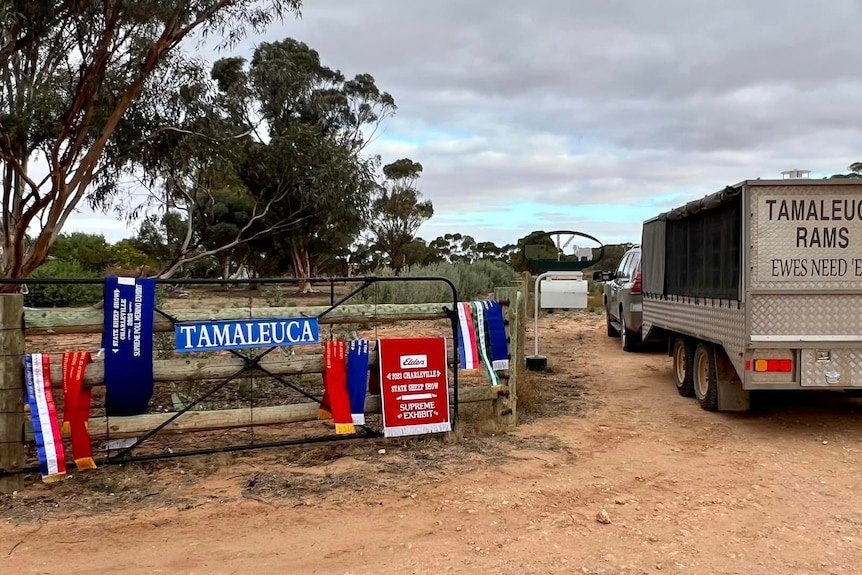 The sashes won at the Queensland State Sheep show hang on the entry to the Tamaleuca Merino Stud. 