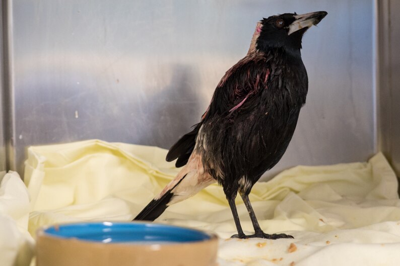 An injured magpie.