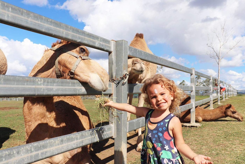 A little girl feds a camel with hay through a metal fence at a camel farm near Brisbane.