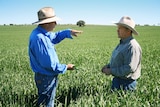 Two men in akubra hats talk in the middle of a field of crops.