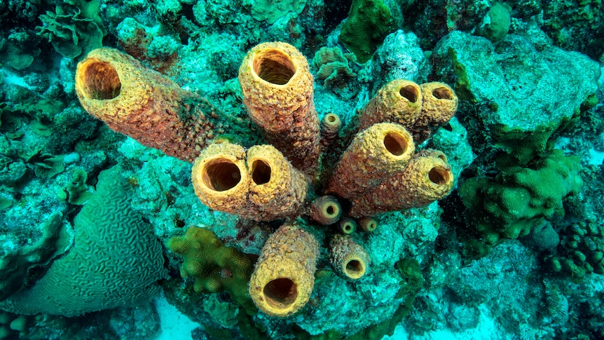 A tube sponge in the ocean