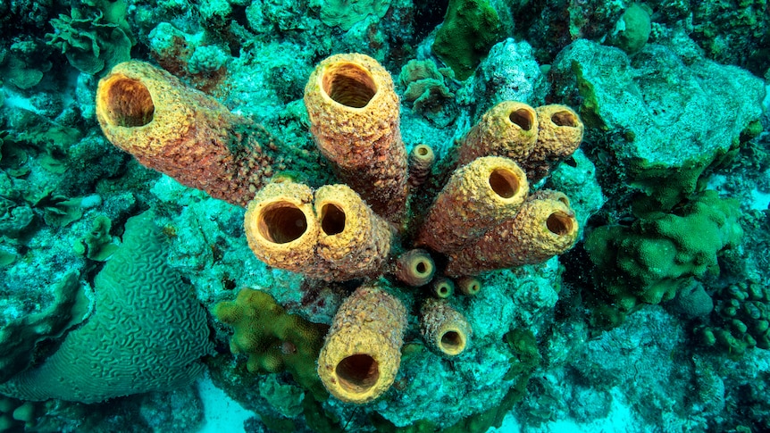 Geologist may have found 890-million-year-old sea sponges in ancient reefs  of Canada's Mackenzie Mountains - ABC News