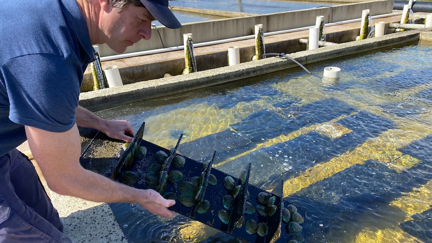 A man pulls a metal column with abalone on it out of an aquaculture tank