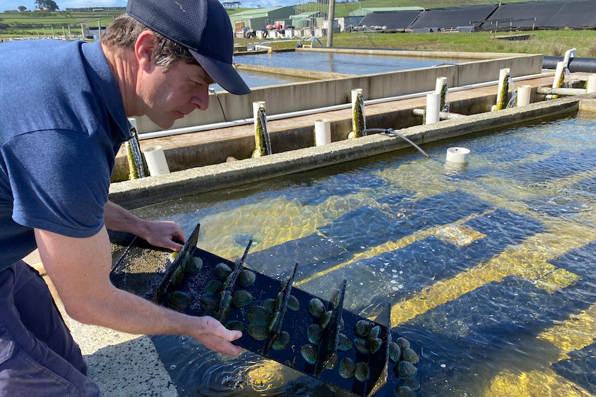 A man pulls a metal column with abalone on it out of an aquaculture tank