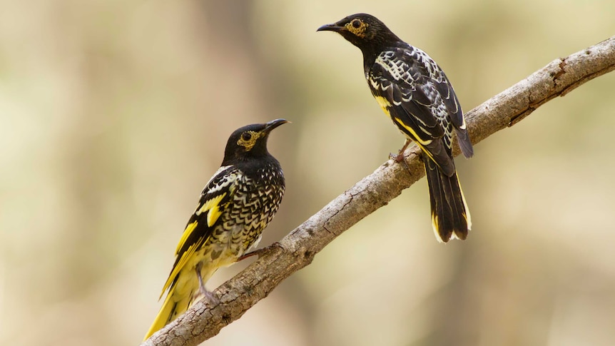 Two medium-sized black, white and yellow birds sit on a bare tree branch.