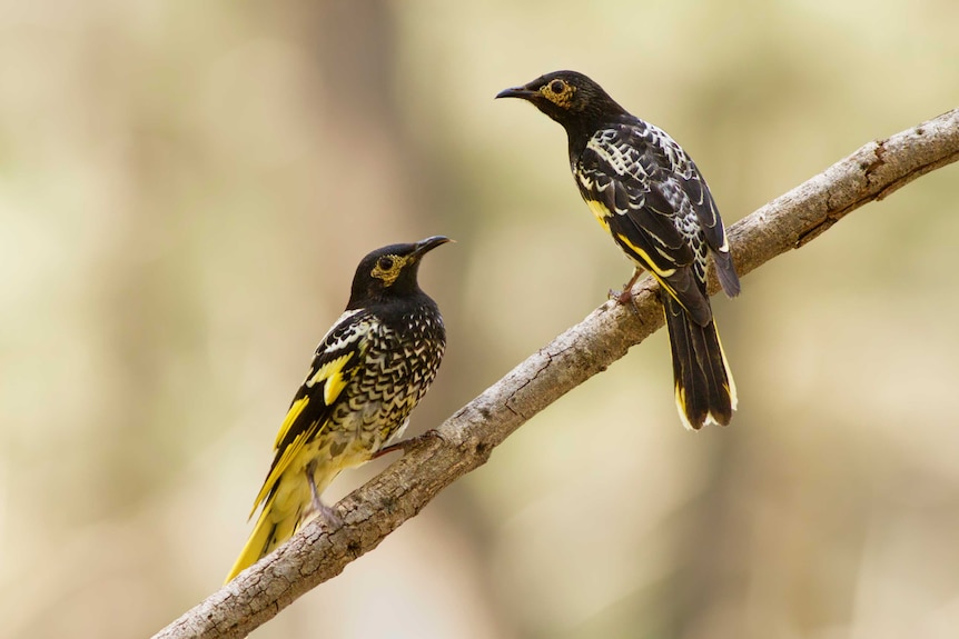 Two medium-sized black, white and yellow birds sit on a bare tree branch.
