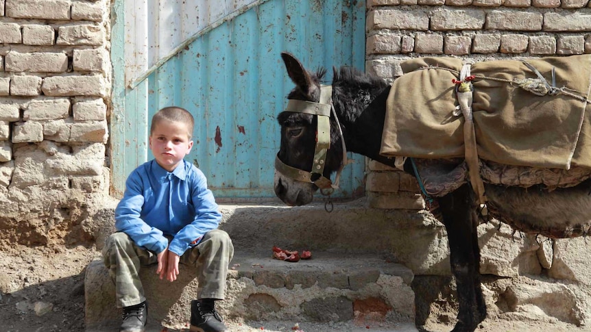 A young boy sitting on a rough stone step, facing the camera, with a donkey to his left. There is a blue metal gate behind him.