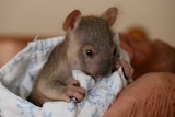 A koala joey, wrapped in in a cloth and sitting on a woman's hands.