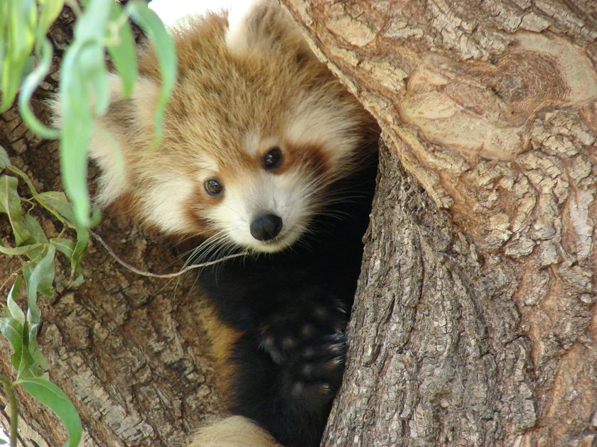 Canberra zoo unveils baby red pandas - ABC News