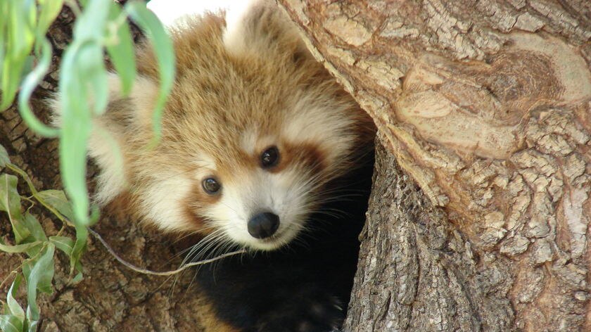 A red panda cub at Canberra's National Zoo