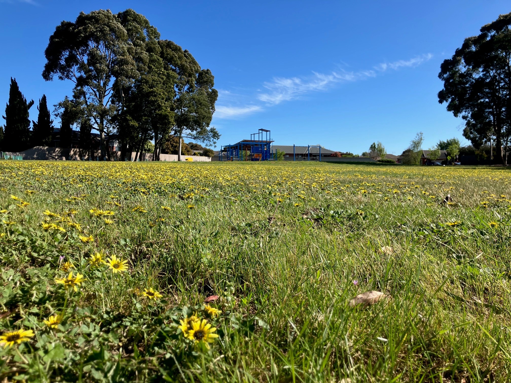 A park with a playground in the background and yellow flowers in the foreground.