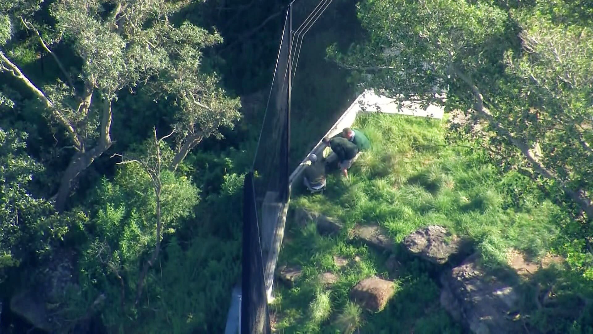 Fence 'integrity issue' at Taronga Zoo blamed for five lions escaping