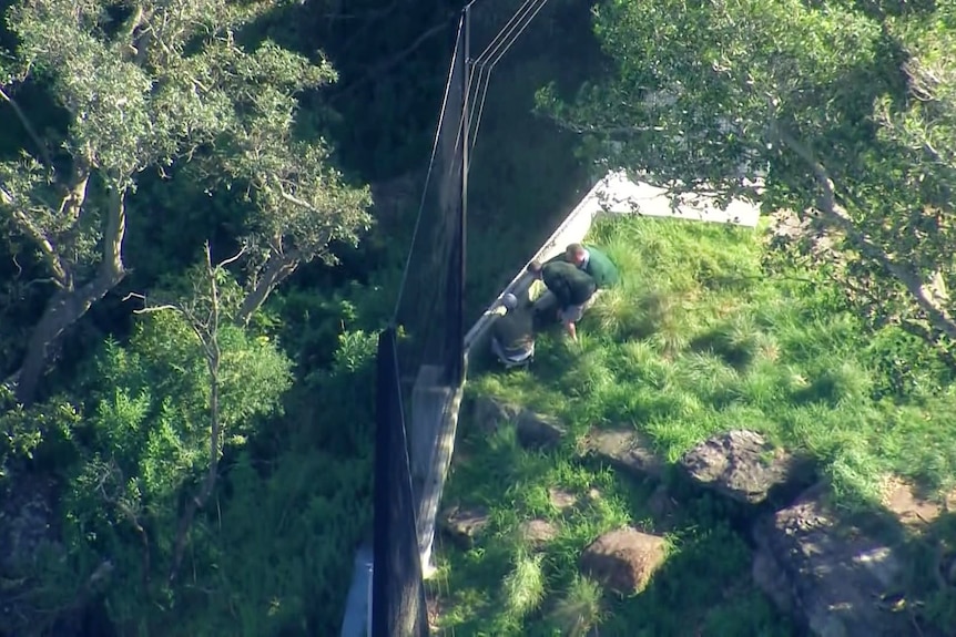 Taronga Zoo staff inspect a fence line.