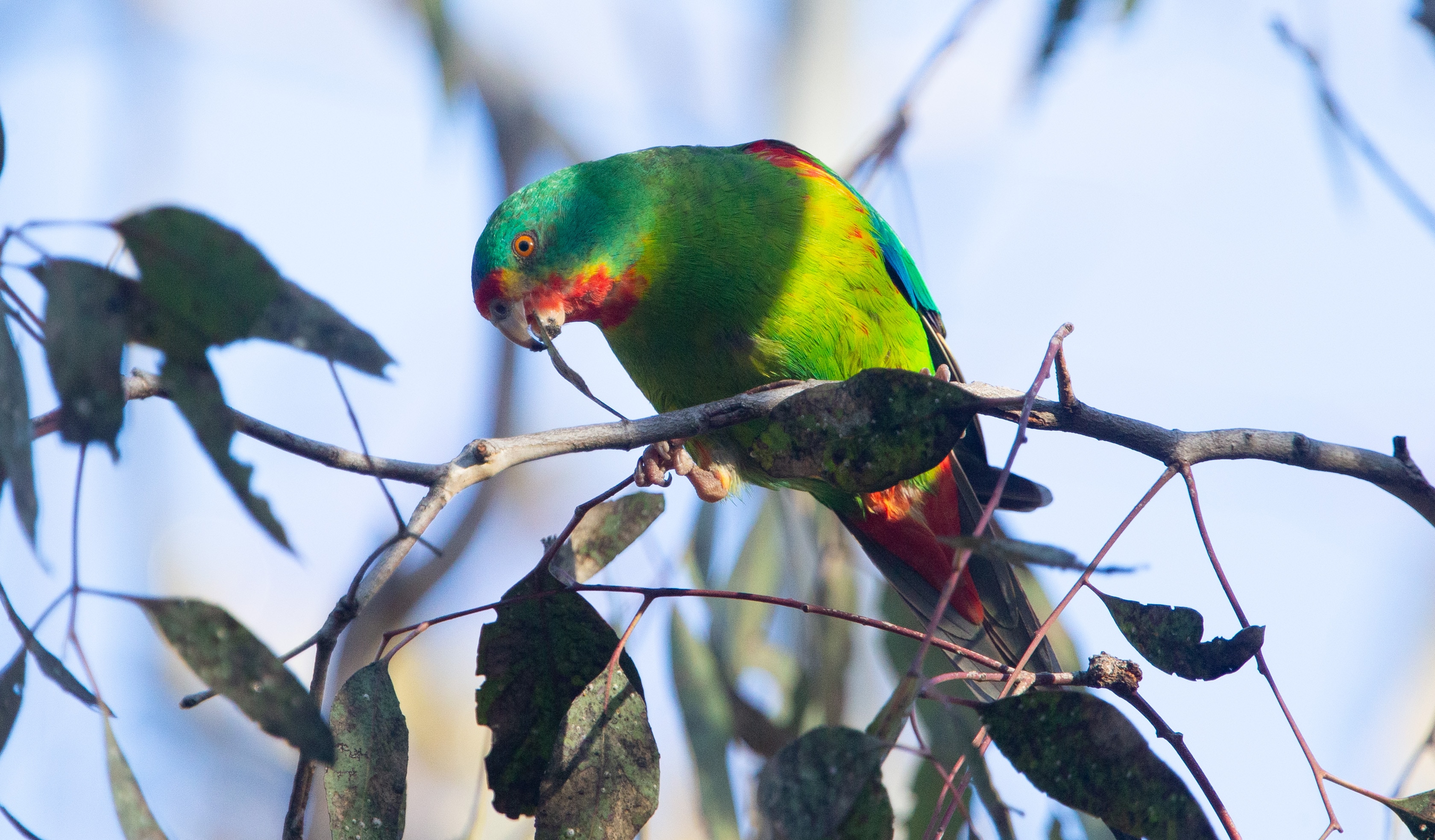 Green-yellow parrot with red crown, chin and other highlights. 
