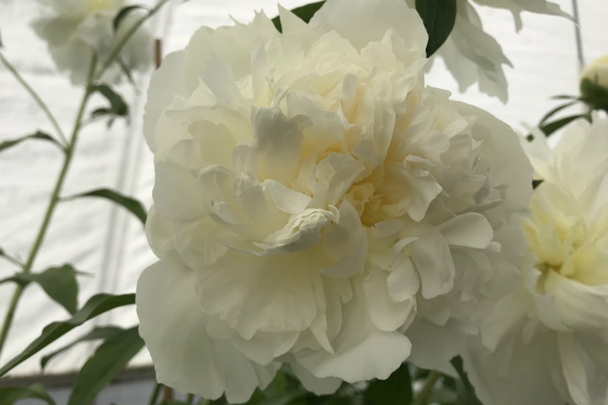 A close up of a white peony.