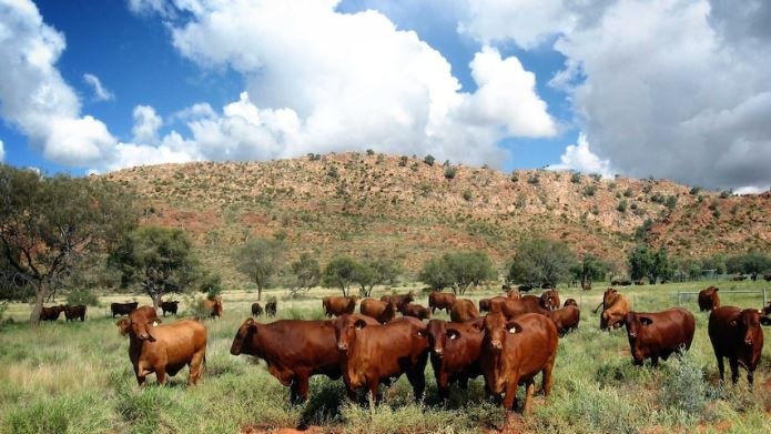 Cows in a field.