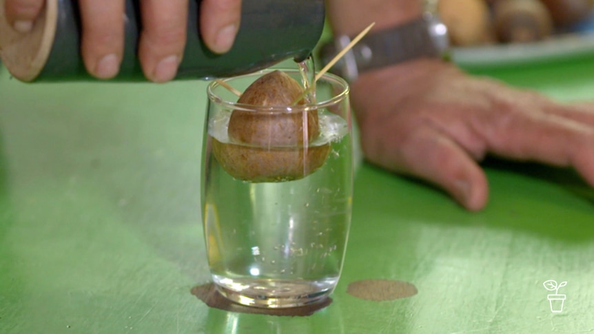 Large seed resting in glass of water by toothpicks