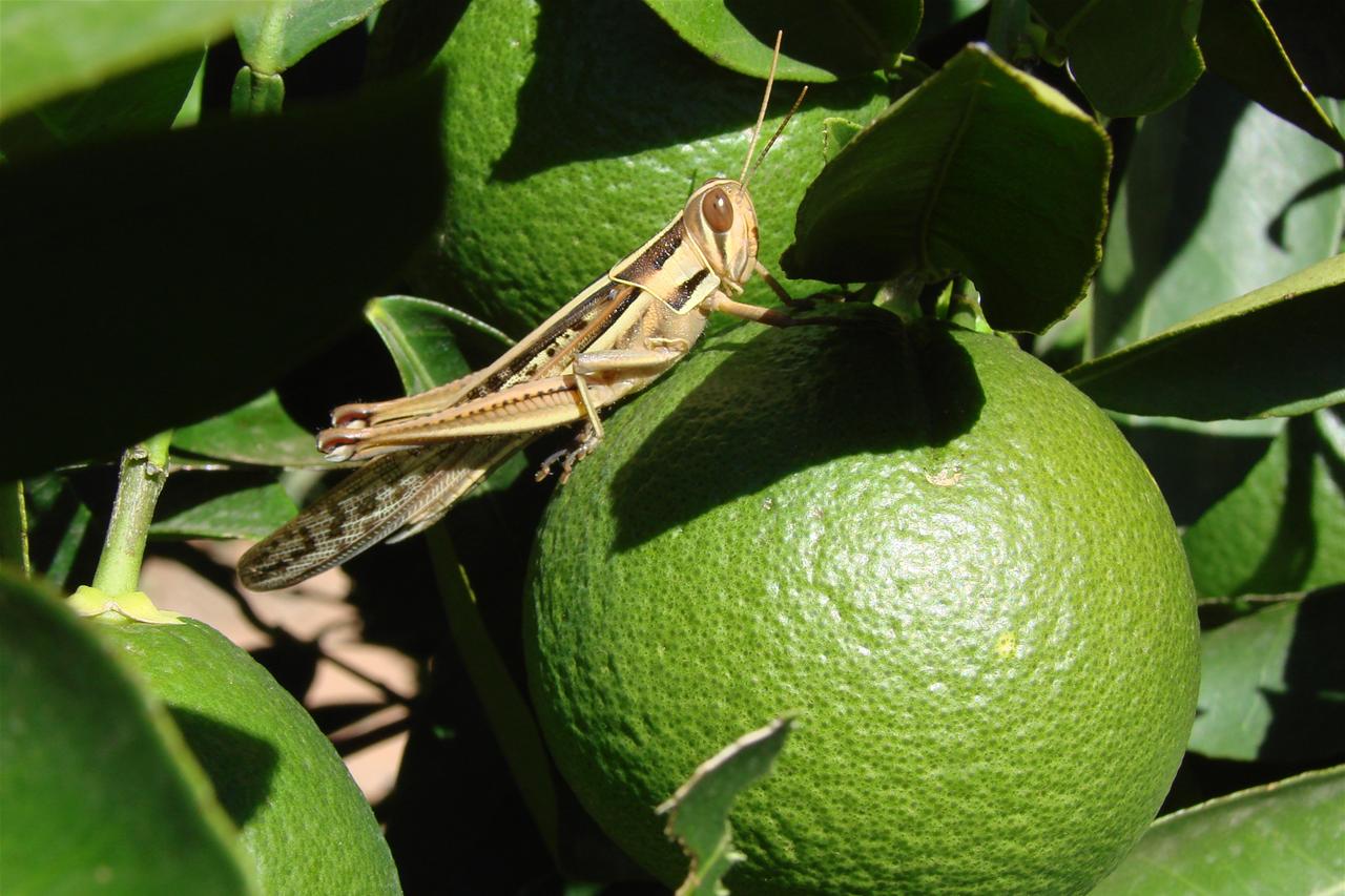 Spur throated locust sits on an orange