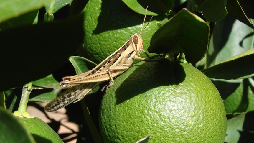 Spur throated locust sits on an orange