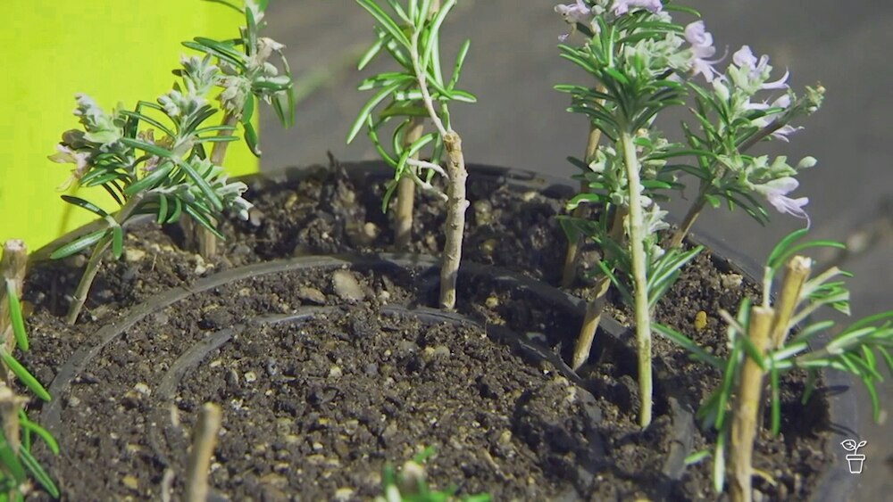 Potty for Propagation - Gardening Australia