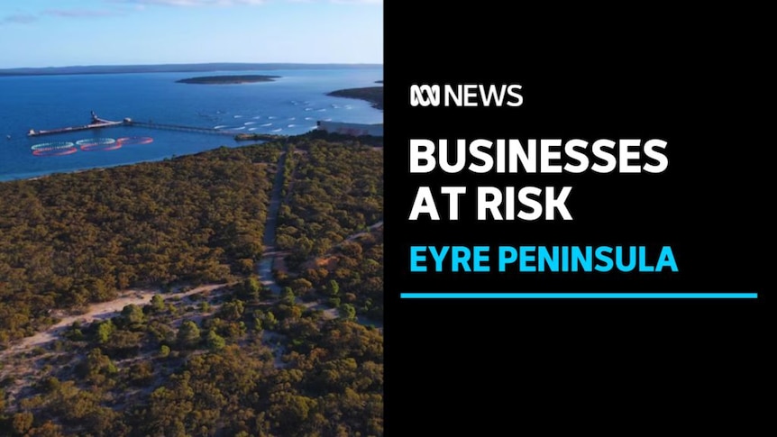 Busineses at Risk, Eyre Peninsula: Aerial vision of bushland extending out to the sea. Aquaculture farms are visible.