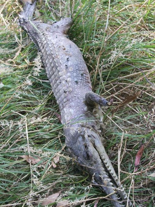 Dead freshwater crocodile found in Ruffey Lake Park