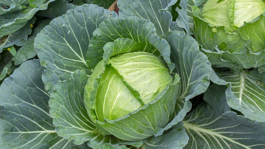 Cabbage plant.