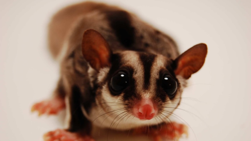 sugar glider