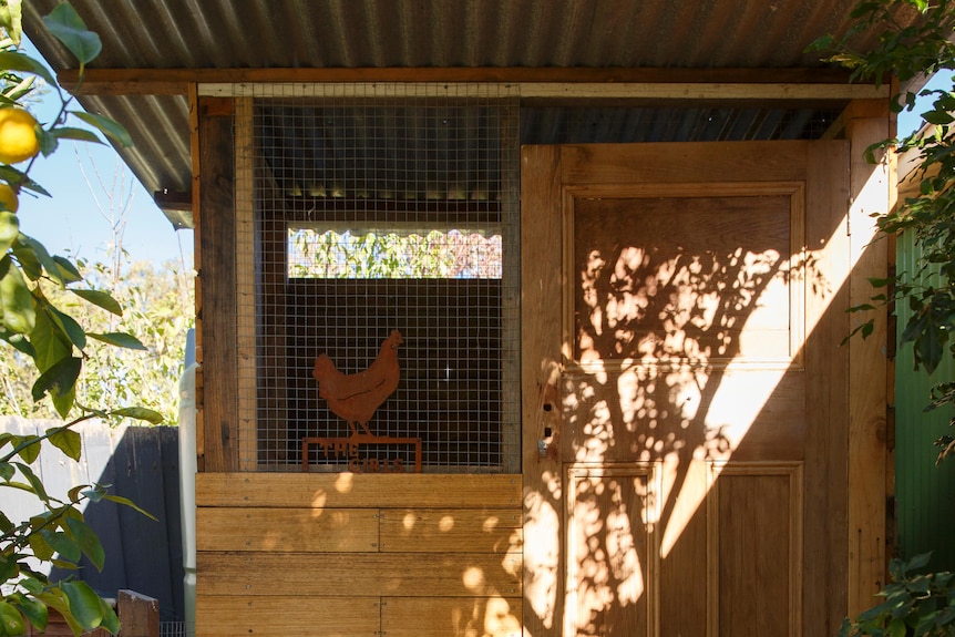 A handful of chickens are seen relaxing in a chicken coop on a sunny day. The coop has wood, wire with a corrugated roof.